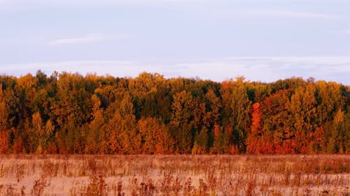 Autumn Forest Landscape with Colorful Fall Foliage