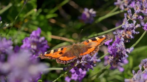 Tortoiseshell Butterfly On Purple Flowers