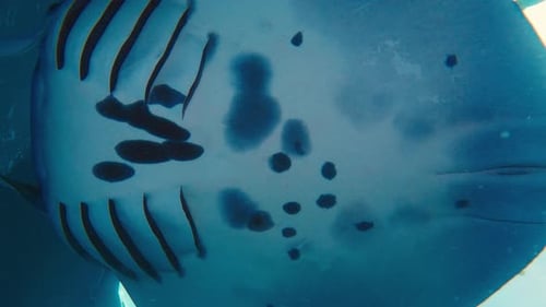 Majestic Manta Ray Swimming Underwater in Clear Ocean