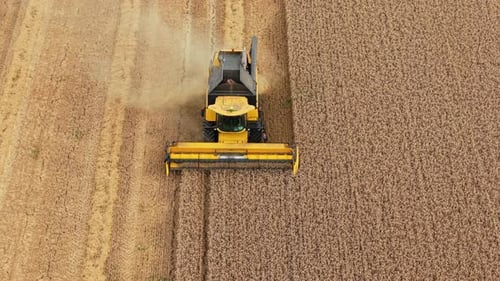 Aerial View of Combine Harvester Harvesting Wheat Crop