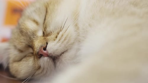 Extreme close up on head of sleeping cat snuggled indoors