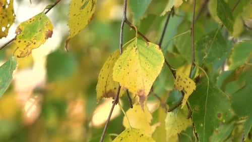 Birch leaves with yellow foliage in the wind in sunny weather