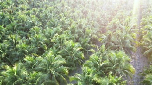 Aerial view drone flies over a large coconut grove. Cultivation of coconuts for sale in agriculture.