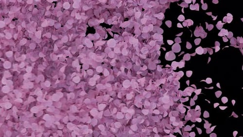 Transition d'un pétale de fleurs de cerisier sur une image 4K transparente