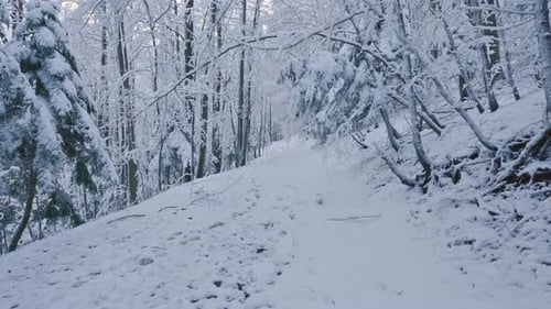 Walk in Winter Forest Trail