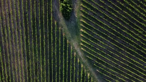 top down view of geometric grapevine lines in an Italian wine production area