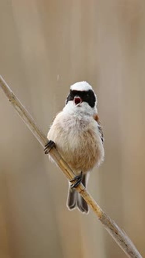 Petit oiseau Remiz est assis sur un roseau