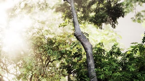 Serene Jungle Landscape Bathed in Sunlight