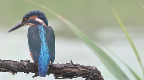 Vibrant Kingfisher Perched and Preening in Nature