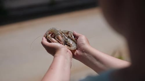 Hands Holding Fresh Raw Shrimp Close-Up