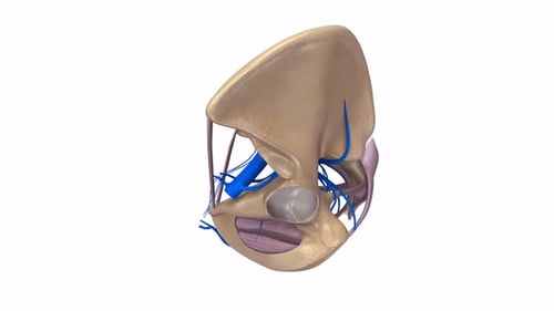 Rotating Human Pelvis Anatomy with Veins and Ligaments