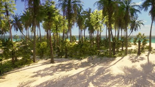 Tropical Beach with Coconut Palm Tree