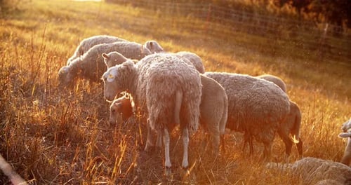 Sheep Grazing in Golden Light on Rural Pasture