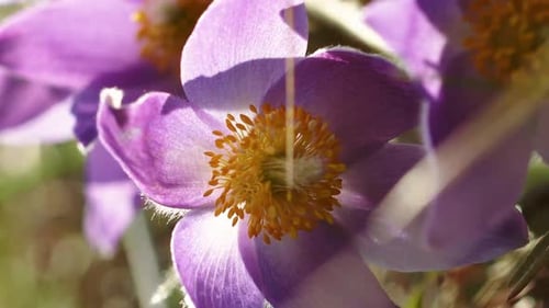 Vertical Footage Wild Spring Flowers Pulsatilla Patens