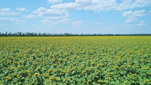 Luftbild über wunderschönes blühendes Sonnenblumenfeld Malerische Sommerlandschaft
