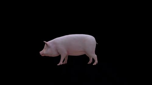Realistic Pig Walking Loop Animation