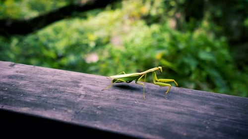 A green praying mantis is walking on the windowsill.