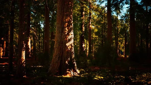 Giant Sequoia Trees Towering Above the Ground in Sequoia National Park
