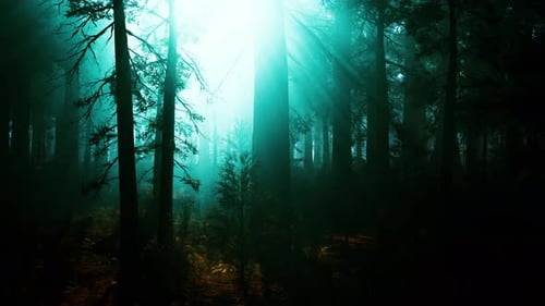 Majestic Sequoia Forest With Towering Trees Dark Forest