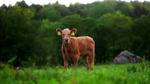 Low angle view of Aberdeen Angus beef calf with ear tags standing in pasture