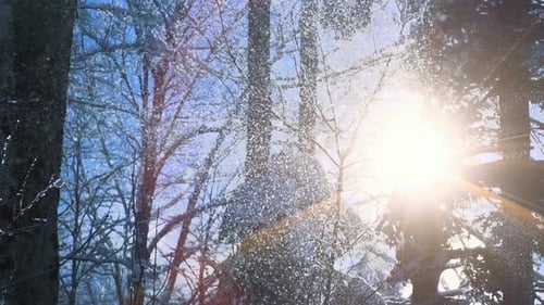 Snow Fall Winter Wonderland in Forest Landscape Scenery