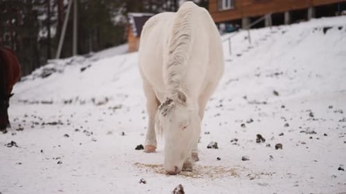 White Horse Grazing in Snowy Rural Winter Landscape
