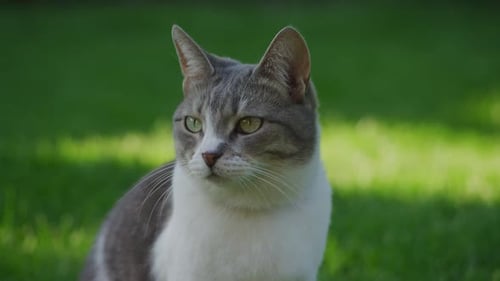 Cat In The Garden Close Up