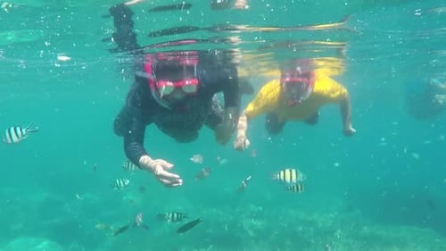 People Snorkeling with Tropical Fish in Blue Water