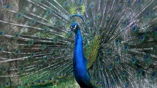 Peacock with Flowing Tail with Multicolored Feathers in Zoo