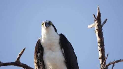 Osprey perched high on a bare tree branch scanning the landscape under a clear sky takeoff