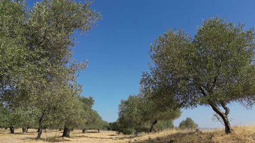 Olive Trees 225