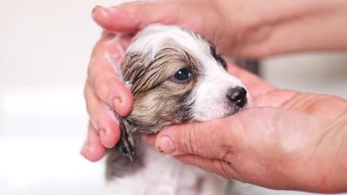 Tiny Puppy Getting Soaped in a Sink