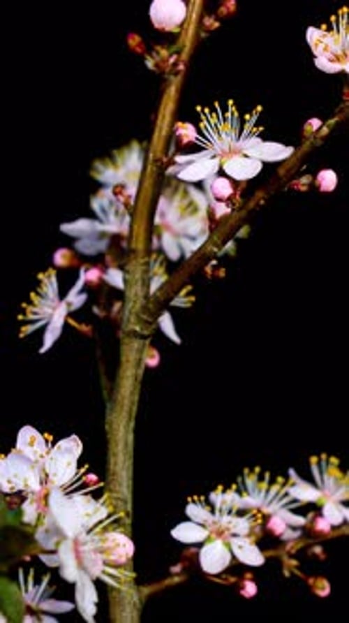 Tree Branch Blossoming White Flowers Time-Lapse