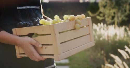 Adult Carries Fresh Grapes in Wooden Crate