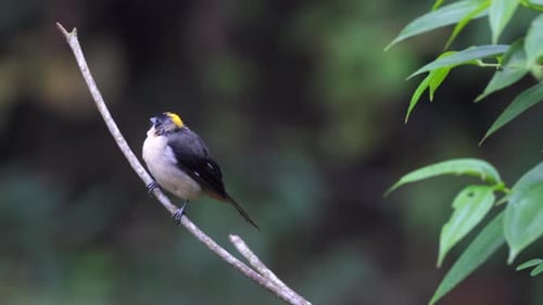 Yellow-Crowned Bird Perched on a Branch