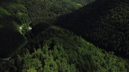 Aerial Top View of Summer Green Trees in the Forest