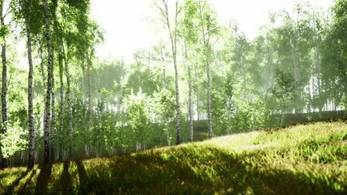 Sunrise or Sunset in a Spring Birch Forest with Rays of Sun Shining