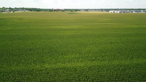 Aerial Wide View Flying Over Corn Farm Field Agriculture Landscape