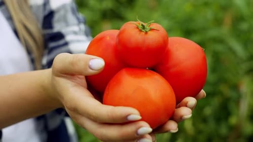 A Woman Carefully Holds Ripe Red Tomatoes in Her Hands