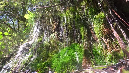 Droplets fall, water flows down from moss, streams and waterfalls, mountain waterfalls