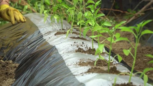 Hands Close-up Planting pepper seedlings