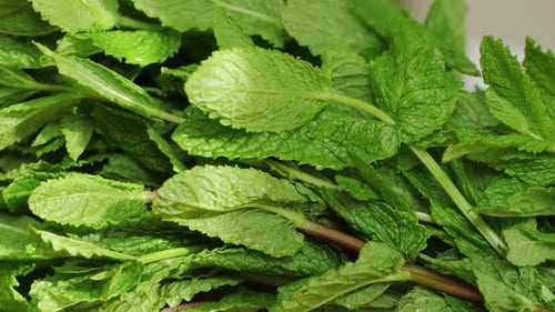 Green Leaves of Fresh Fragrant Mint with Water Drops Closeup