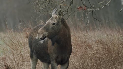 Wilder alter Elch, Weibchen, ruhig, friedlich, schaut sich in der frühen Abenddämmerung des Frühlings um