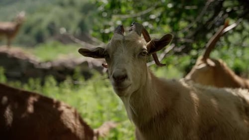 Goats Grazing Peacefully in a Rural Setting