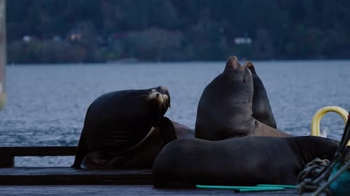 Sea Lions at Dawn