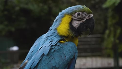 Parrot II - 4K