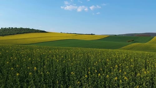 Drone shot of a blooming rapeseed plantation at a hilly environment, flying at a low altitude