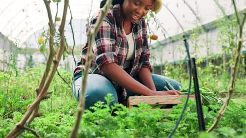 Greenhouse, farm and woman with vegetables for sustainable, agriculture and eco friendly business