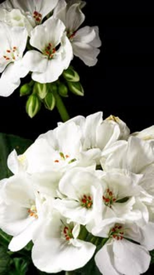 White Pelargonium Flowers Blooming in Time Lapse on a Green Leaves Background. Beautiful Geranium
