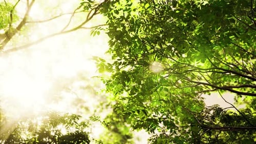 Sunlight Filters Through Tropical Forest Canopy